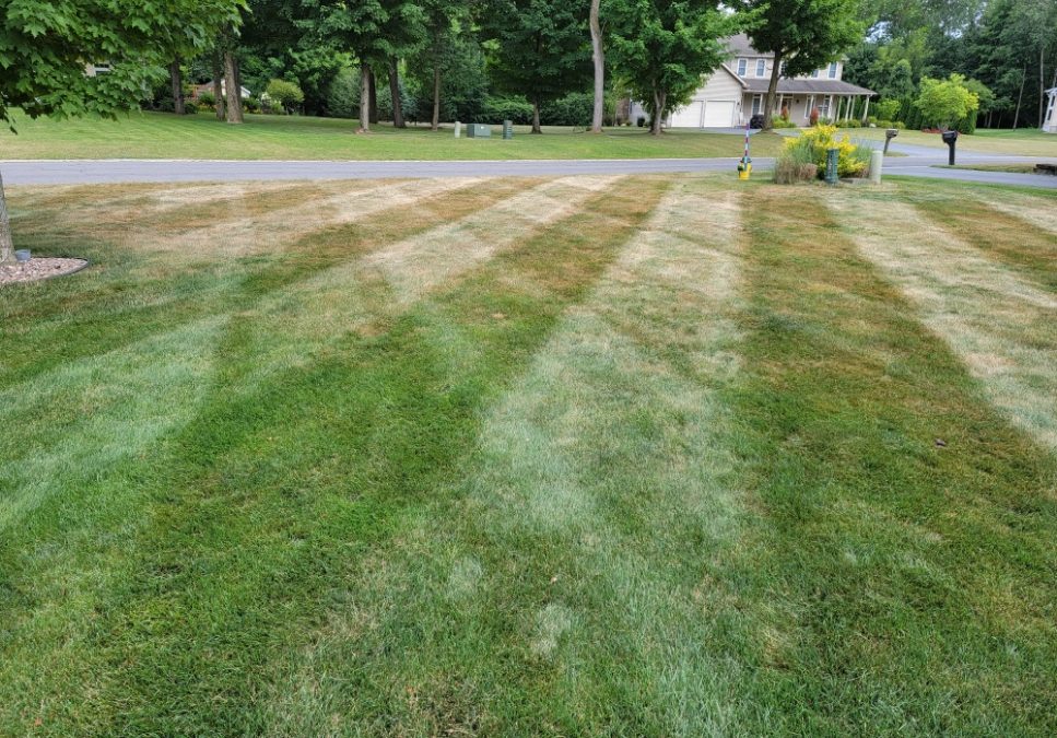 Why Your Lawn Might Be Brown – And That’s OK!